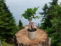Ficus Ginseng Bonsai gruby pień średni idealny do lasu w szkle w słoiku
