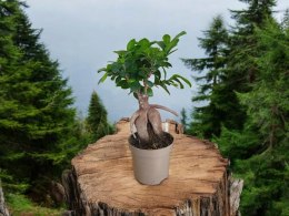 Ficus Ginseng Bonsai gruby pień średni idealny do lasu w szkle w słoiku