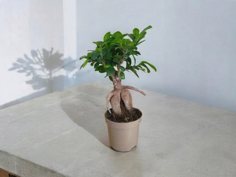 Ficus Ginseng Bonsai gruby pień średni idealny do lasu w szkle w słoiku Ficus Ginseng Bonsai gruby pień średni idealny do lasu w szkle w słoiku