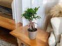 Ficus Ginseng Bonsai gruby pień średni idealny do lasu w szkle w słoiku