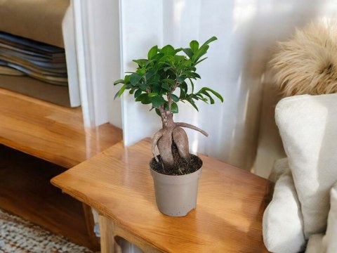 Ficus Ginseng Bonsai gruby pień średni idealny do lasu w szkle w słoiku Ficus Ginseng Bonsai gruby pień średni idealny do lasu w szkle w słoiku