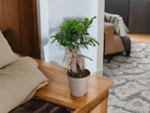 Ficus Ginseng Bonsai gruby pień średni idealny do lasu w szkle w słoiku Ficus Ginseng Bonsai gruby pień średni idealny do lasu w szkle w słoiku
