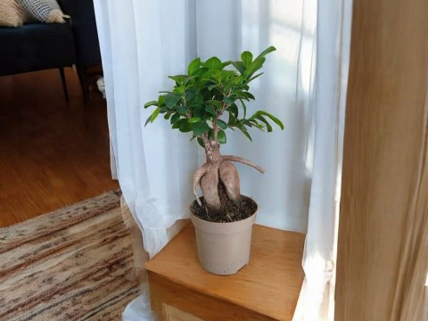 Ficus Ginseng Bonsai gruby pień średni idealny do lasu w szkle w słoiku Ficus Ginseng Bonsai gruby pień średni idealny do lasu w szkle w słoiku
