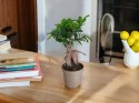 Ficus Ginseng Bonsai gruby pień średni idealny do lasu w szkle w słoiku