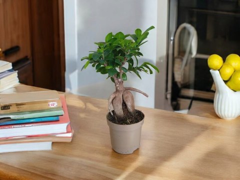 Ficus Ginseng Bonsai gruby pień średni idealny do lasu w szkle w słoiku Ficus Ginseng Bonsai gruby pień średni idealny do lasu w szkle w słoiku