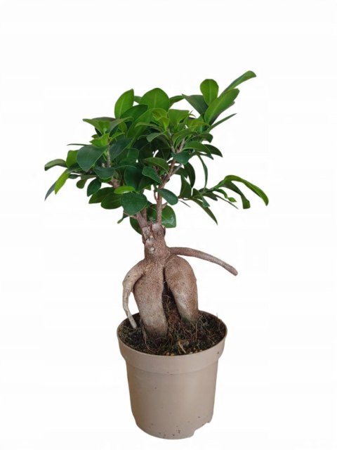 Ficus Ginseng Bonsai gruby pień średni idealny do lasu w szkle w słoiku Ficus Ginseng Bonsai gruby pień średni idealny do lasu w szkle w słoiku
