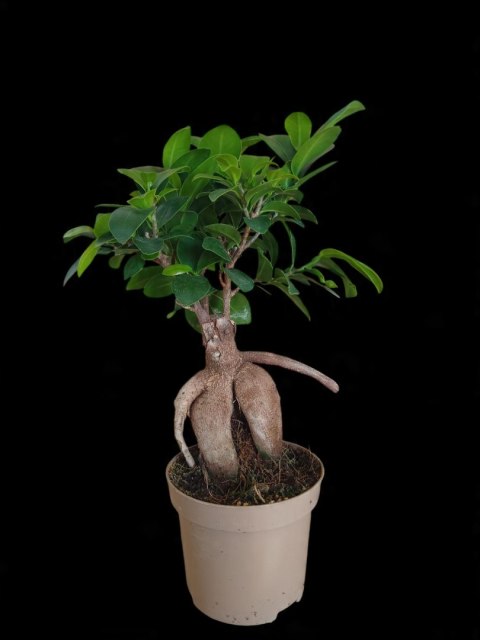 Ficus Ginseng Bonsai gruby pień średni idealny do lasu w szkle w słoiku Ficus Ginseng Bonsai gruby pień średni idealny do lasu w szkle w słoiku