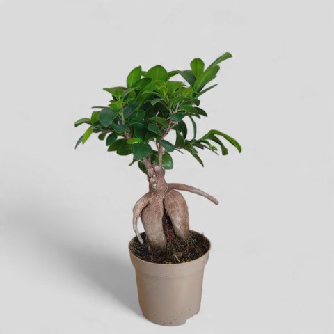 Ficus Ginseng Bonsai gruby pień średni idealny do lasu w szkle w słoiku Ficus Ginseng Bonsai gruby pień średni idealny do lasu w szkle w słoiku