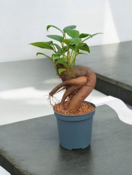 Ficus Ginseng microcarpa Bonsai Do Lasu w szkle średniaczek