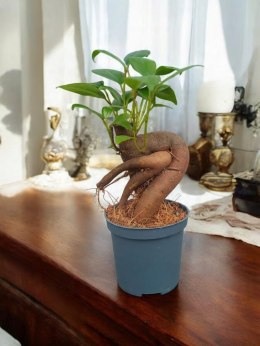 Ficus Ginseng microcarpa Bonsai Do Lasu w szkle średniaczek