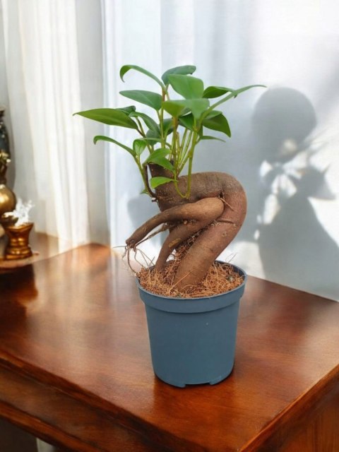 Ficus Ginseng microcarpa Bonsai Do Lasu w szkle średniaczek Ficus Ginseng microcarpa Bonsai Do Lasu w szkle średniaczek