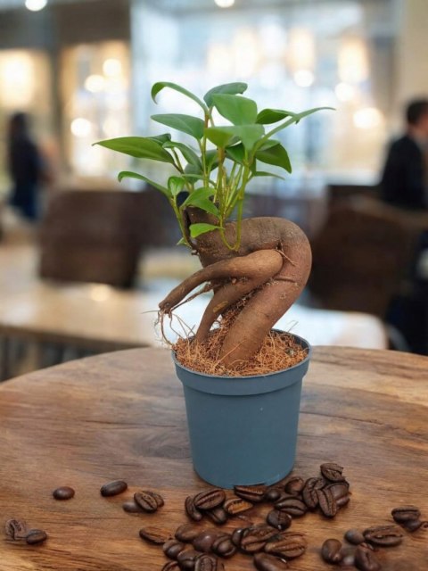 Ficus Ginseng microcarpa Bonsai Do Lasu w szkle średniaczek Ficus Ginseng microcarpa Bonsai Do Lasu w szkle średniaczek