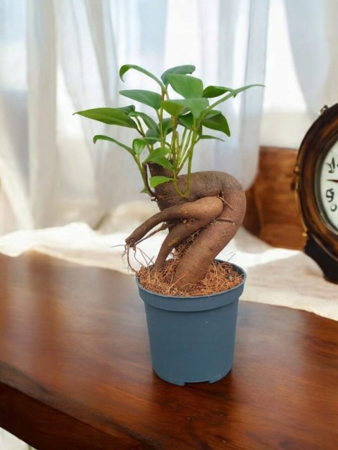 Ficus Ginseng microcarpa Bonsai Do Lasu w szkle średniaczek Ficus Ginseng microcarpa Bonsai Do Lasu w szkle średniaczek
