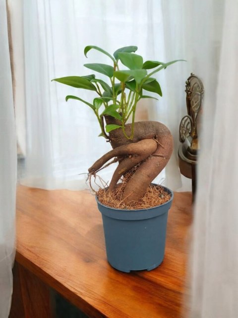 Ficus Ginseng microcarpa Bonsai Do Lasu w szkle średniaczek Ficus Ginseng microcarpa Bonsai Do Lasu w szkle średniaczek