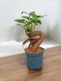 Ficus Ginseng microcarpa Bonsai Do Lasu w szkle średniaczek
