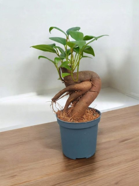 Ficus Ginseng microcarpa Bonsai Do Lasu w szkle średniaczek Ficus Ginseng microcarpa Bonsai Do Lasu w szkle średniaczek