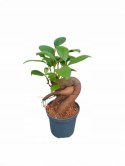 Ficus Ginseng microcarpa Bonsai Do Lasu w szkle średniaczek