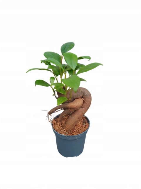 Ficus Ginseng microcarpa Bonsai Do Lasu w szkle średniaczek Ficus Ginseng microcarpa Bonsai Do Lasu w szkle średniaczek
