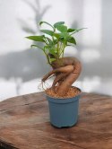Ficus Ginseng microcarpa Bonsai Do Lasu w szkle średniaczek