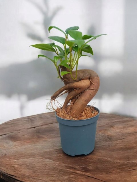 Ficus Ginseng microcarpa Bonsai Do Lasu w szkle średniaczek Ficus Ginseng microcarpa Bonsai Do Lasu w szkle średniaczek