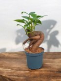 Ficus Ginseng microcarpa Bonsai Do Lasu w szkle średniaczek