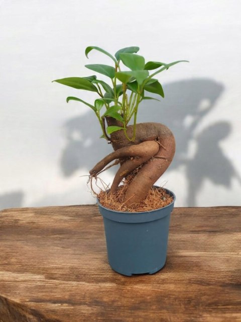 Ficus Ginseng microcarpa Bonsai Do Lasu w szkle średniaczek Ficus Ginseng microcarpa Bonsai Do Lasu w szkle średniaczek