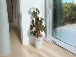 Filodendron brandtianum Filodendron srebrzysty NA PALU