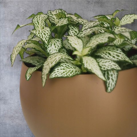 Fitonia fittonia biała do lasu w szkle drobniutka biało zielona do sloika Fitonia fittonia biała do lasu w szkle drobniutka biało zielona do sloika