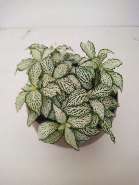 Fitonia fittonia biała do lasu w szkle drobniutka biało zielona do sloika Fitonia fittonia biała do lasu w szkle drobniutka biało zielona do sloika