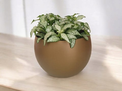 Fitonia fittonia biała do lasu w szkle drobniutka biało zielona do sloika Fitonia fittonia biała do lasu w szkle drobniutka biało zielona do sloika