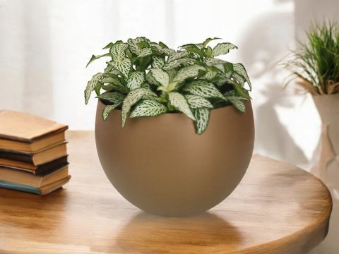 Fitonia fittonia biała do lasu w szkle drobniutka biało zielona do sloika Fitonia fittonia biała do lasu w szkle drobniutka biało zielona do sloika
