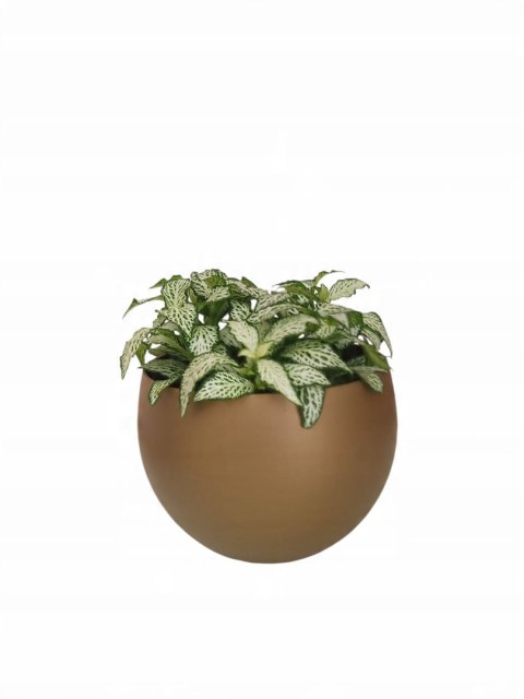 Fitonia fittonia biała do lasu w szkle drobniutka biało zielona do sloika Fitonia fittonia biała do lasu w szkle drobniutka biało zielona do sloika