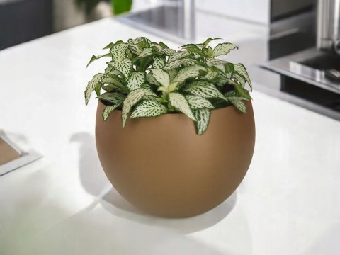 Fitonia fittonia biała do lasu w szkle drobniutka biało zielona do sloika Fitonia fittonia biała do lasu w szkle drobniutka biało zielona do sloika