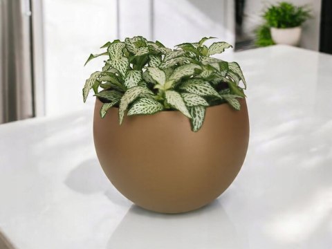 Fitonia fittonia biała do lasu w szkle drobniutka biało zielona do sloika Fitonia fittonia biała do lasu w szkle drobniutka biało zielona do sloika