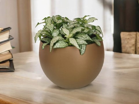 Fitonia fittonia biała do lasu w szkle drobniutka biało zielona do sloika Fitonia fittonia biała do lasu w szkle drobniutka biało zielona do sloika