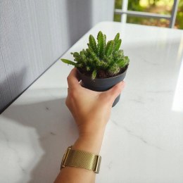 Hylocereus pitaya pitaja smoczy owoc nie kłujący kaktus sukulent rozm. L