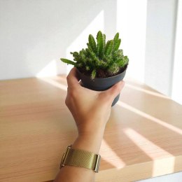 Hylocereus pitaya pitaja smoczy owoc nie kłujący kaktus sukulent rozm. L