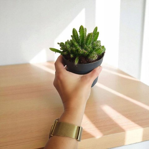 Hylocereus pitaya pitaja smoczy owoc nie kłujący kaktus sukulent rozm. L Hylocereus pitaya pitaja smoczy owoc nie kłujący kaktus sukulent rozm. L