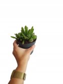 Hylocereus pitaya pitaja smoczy owoc nie kłujący kaktus sukulent rozm. L