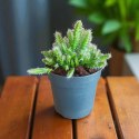 Hylocereus pitaya pitaja smoczy owoc nie kłujący kaktus sukulent rozm. L