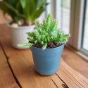 Hylocereus pitaya pitaja smoczy owoc nie kłujący kaktus sukulent rozm. L