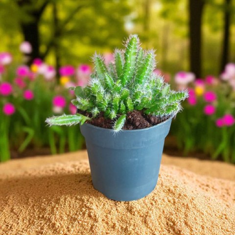 Hylocereus pitaya pitaja smoczy owoc nie kłujący kaktus sukulent rozm. L Hylocereus pitaya pitaja smoczy owoc nie kłujący kaktus sukulent rozm. L