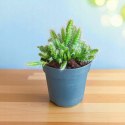 Hylocereus pitaya pitaja smoczy owoc nie kłujący kaktus sukulent rozm. L