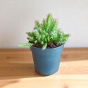 Hylocereus pitaya pitaja smoczy owoc nie kłujący kaktus sukulent rozm. L