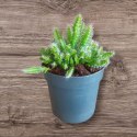 Hylocereus pitaya pitaja smoczy owoc nie kłujący kaktus sukulent rozm. L