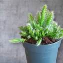 Hylocereus pitaya pitaja smoczy owoc nie kłujący kaktus sukulent rozm. L