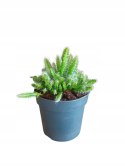 Hylocereus pitaya pitaja smoczy owoc nie kłujący kaktus sukulent rozm. L