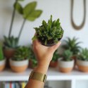 Hylocereus pitaya pitaja smoczy owoc nie kłujący kaktus sukulent rozm. L