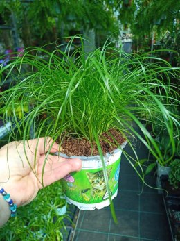 Kocia Trawa Cibora zmienna Cyperus zumula Kocia Trawka Koci Przysmak