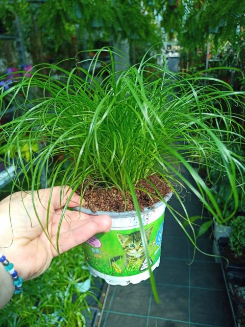 Kocia Trawa Cibora zmienna Cyperus zumula Kocia Trawka Koci Przysmak Kocia Trawa Cibora zmienna Cyperus zumula Kocia Trawka Koci Przysmak